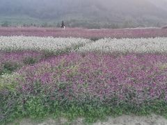 -径山花海