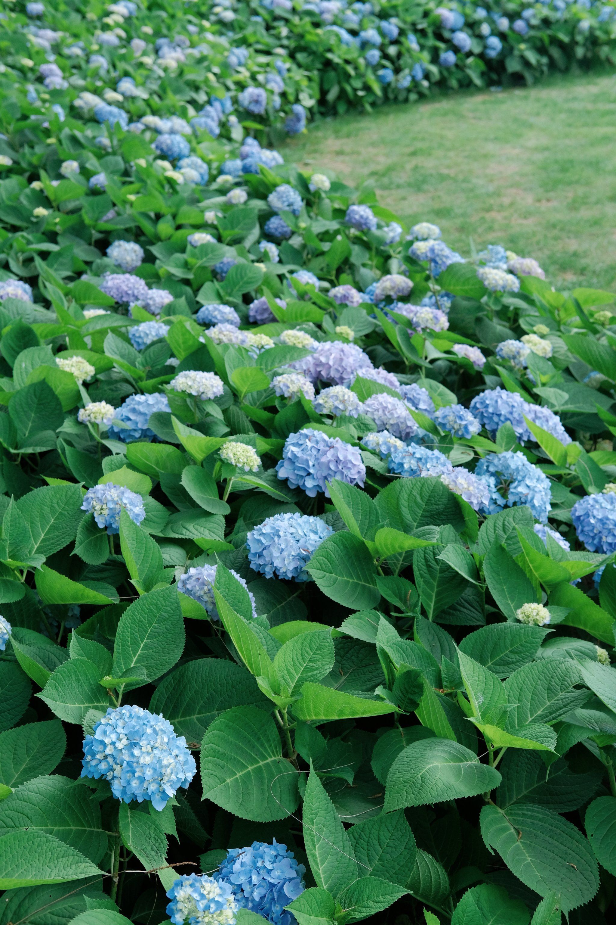 乐清无尽夏,只待佳人