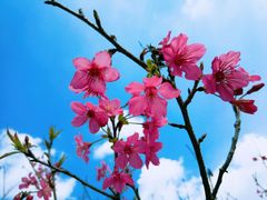 -天适樱花悠乐园
