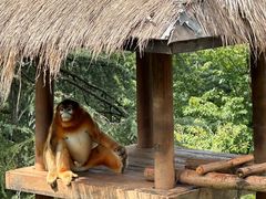 -云南野生动物园