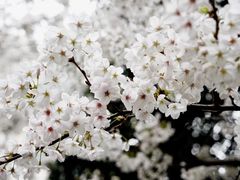 -玛格萝妮比萨屋(四平店)