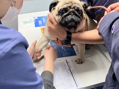 -伟伟宠物医院·CT影像中心·瑞派犬猫综合性门诊(汉口总院)