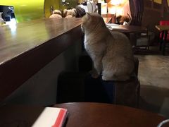 -咖法森林·咖啡  酒吧(天河店)