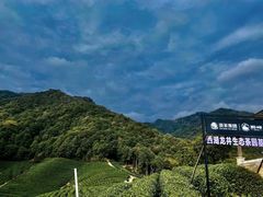 -龙坞茶村