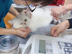 -康成宠物医院24H·CT·核磁共振