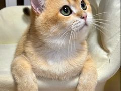 -芭比堂动物医院·CT·微创中心(新顺分院)