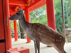 -奈良公园