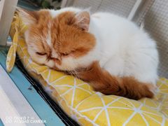 -喵屿·大理花园猫咖