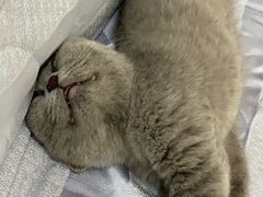 -东方名猫馆·英短金渐层布偶猫舍(环线广场1号楼店)