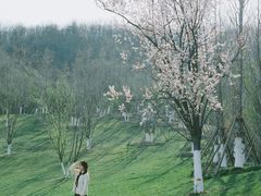 -羊山湖公园