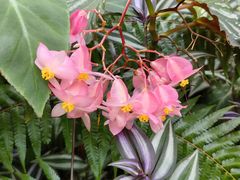 -北京植物园-展览温室