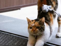 -Again Coffee Roaster(香蜜湖店)