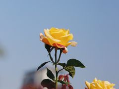 -香蜜公园