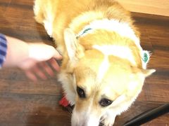 -豆柴町-柴犬主题狗咖(红鼎国际C座店)