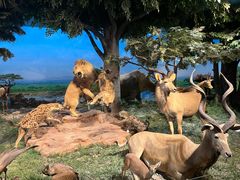 -国家自然博物馆