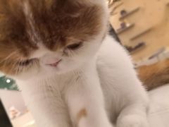 -飞行喵MR PILOT|猫舍·猫咖(静安大融城店)
