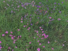 -商丘古城-应天书院