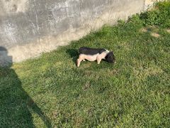 -趣玩宠物乐园寄养训犬训狗游泳池