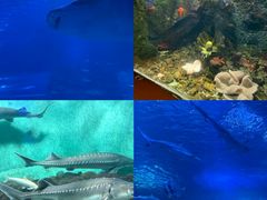 -太平洋海底世界