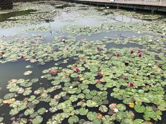 -微山湖红荷湿地景区