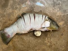 -姚记抚仙湖石锅鱼庄