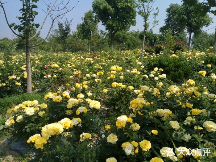 揚州芍藥園圖片