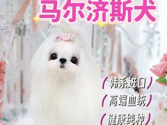 -萌宠之家·腊肠犬·马尔泰·小体犬舍