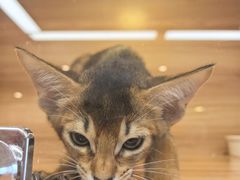 -猫十亿·布偶金渐层·曼基康矮脚猫舍(青年路店)