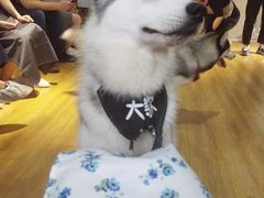 -Husky Go! 哈士奇体验馆·宠物咖啡厅狗咖