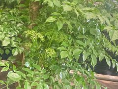 -静岸花卉园艺(三星坊店)