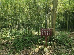-都江堰中华大熊猫苑