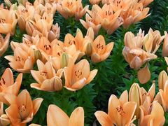 -长春公园(普阳街道)