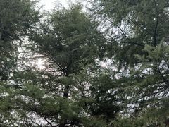 -洨河生态公园