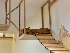 -滚猫咖啡·猫咖·猫友好撸猫(未来城店)