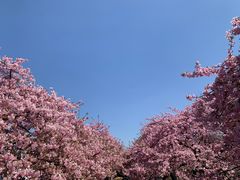 -上海辰山植物园