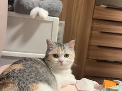 -小猫来了·猫咪专售(红山六九七九店)