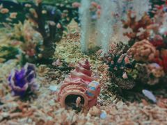 -海合安成都极地海洋公园