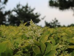 -山文星辉影城(青岛和谐广场店)