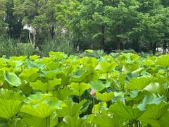 -沐仙湖湿地公园