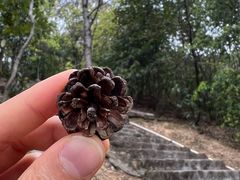 -风云岭森林公园