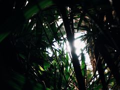-石家庄市植物园