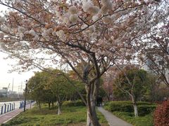 -高东镇樱花园