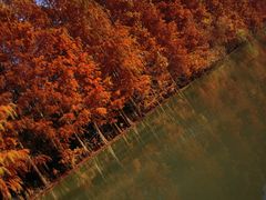 -上海海湾国家森林公园