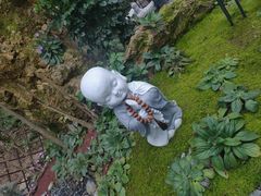 -深圳仙湖植物园
