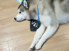 -Husky Go! 哈士奇体验馆·宠物咖啡厅狗咖