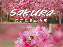 -天适樱花悠乐园