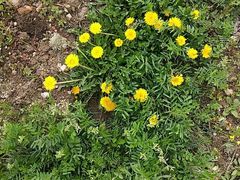 -杭州湾海上花田景区