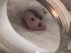 景点-成都大熊猫繁育研究基地