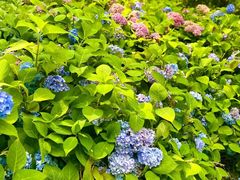 -沈阳植物园