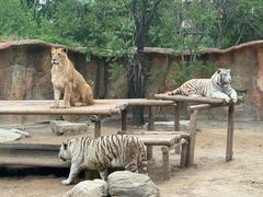 -北京野生动物园
